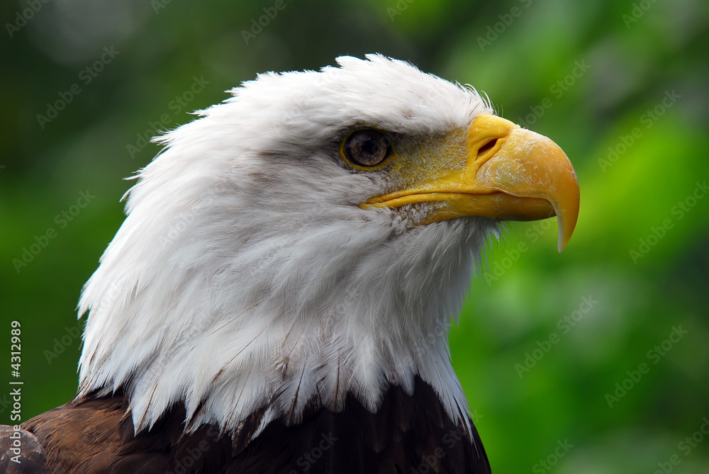 Obraz premium Bald eagle