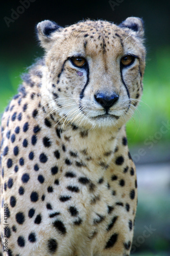 King Cheetah