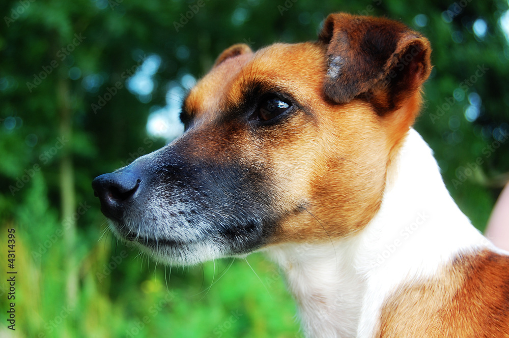 jack russel jack russel