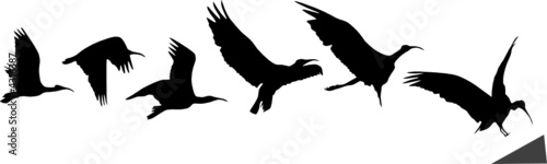 Bird flight and landing (silhouettes) photo