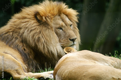 löwe