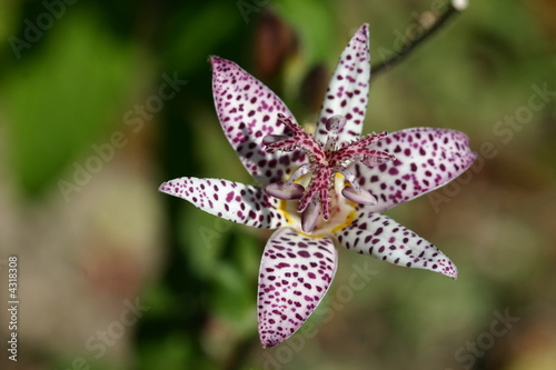 Tricyrtis hirta