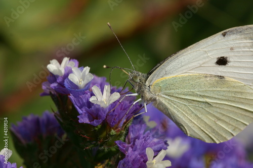 Piéride du chou, papillon blanc