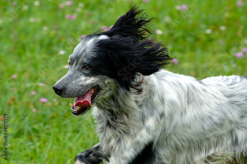 Canvastavla cane che corre