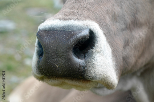 naso di mucca