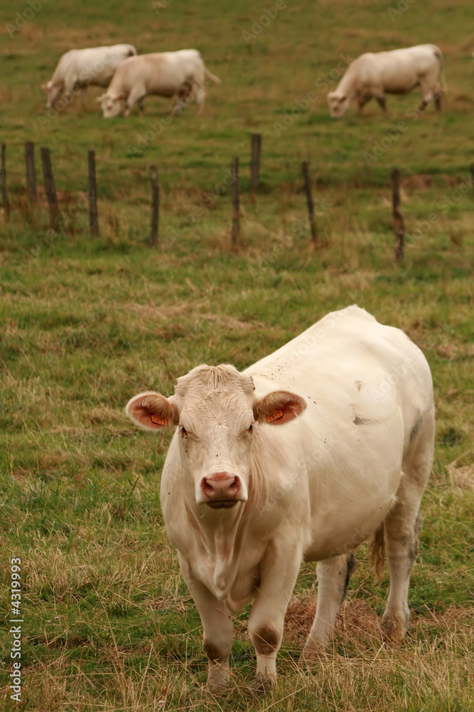 French white cows French white cows