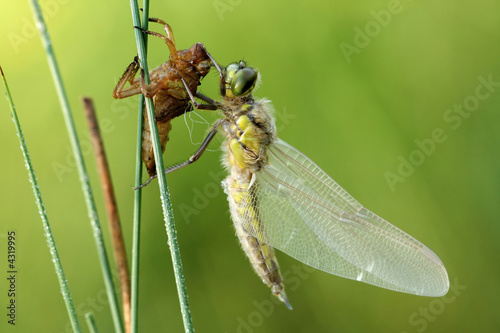  Libellula quadrimaculata juvenile photo