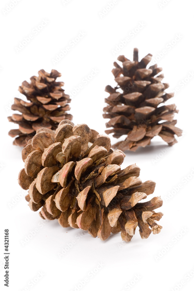 Pine Cone Pine Cone