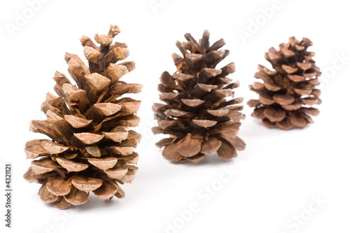 Pine Cone 
