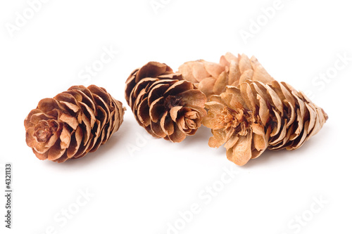 Pine Cone