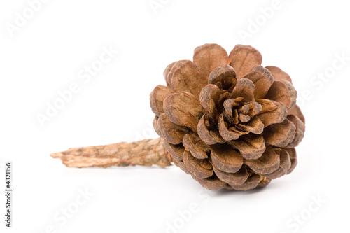Pine Cone