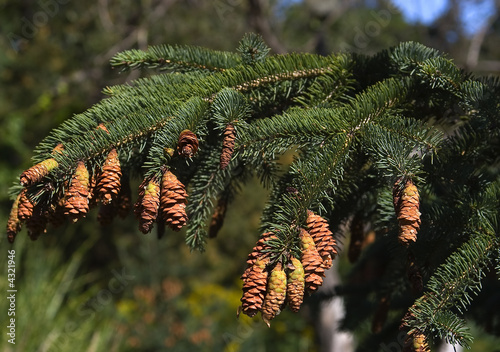  Spruce cones 