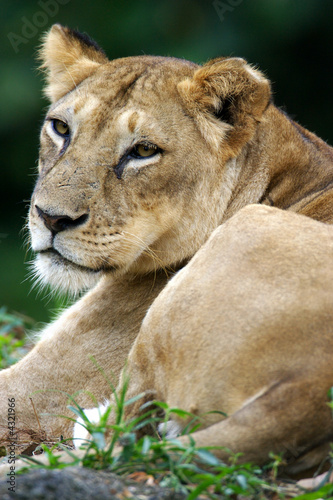 Fototapeta Naklejka Na Ścianę i Meble -  African Lions