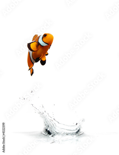 Leinwand Poster Jumping Anemonenfisch