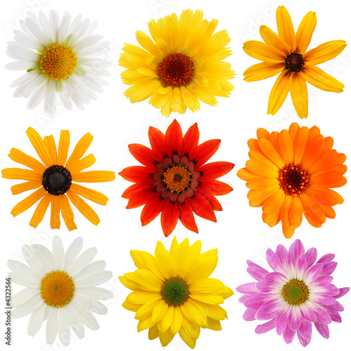 Daisy collection