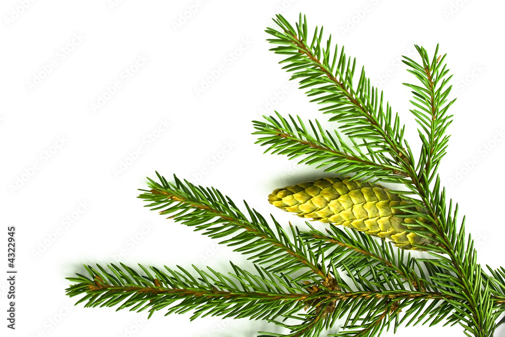 Branch of a Christmas Tree on white background