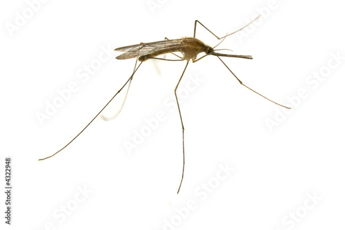mosquito close-up on white background