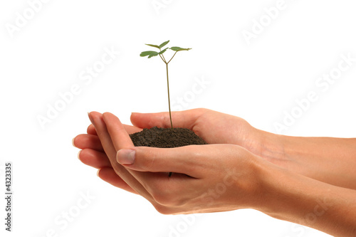Plant
