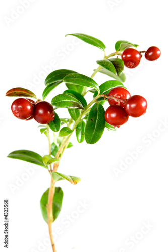 very tasty lingonberries isolated on white