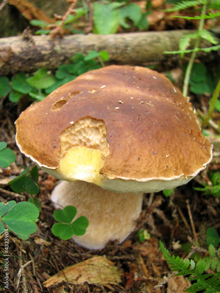 Cep Cep