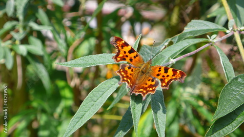 Schmetterling photo