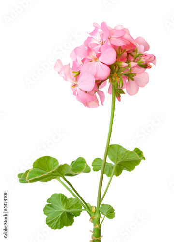 Beautiful inflorescence of pink geranium