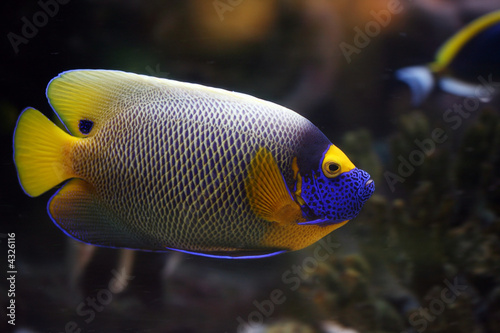 the tropical fish floats in the aquarium © Offscreen