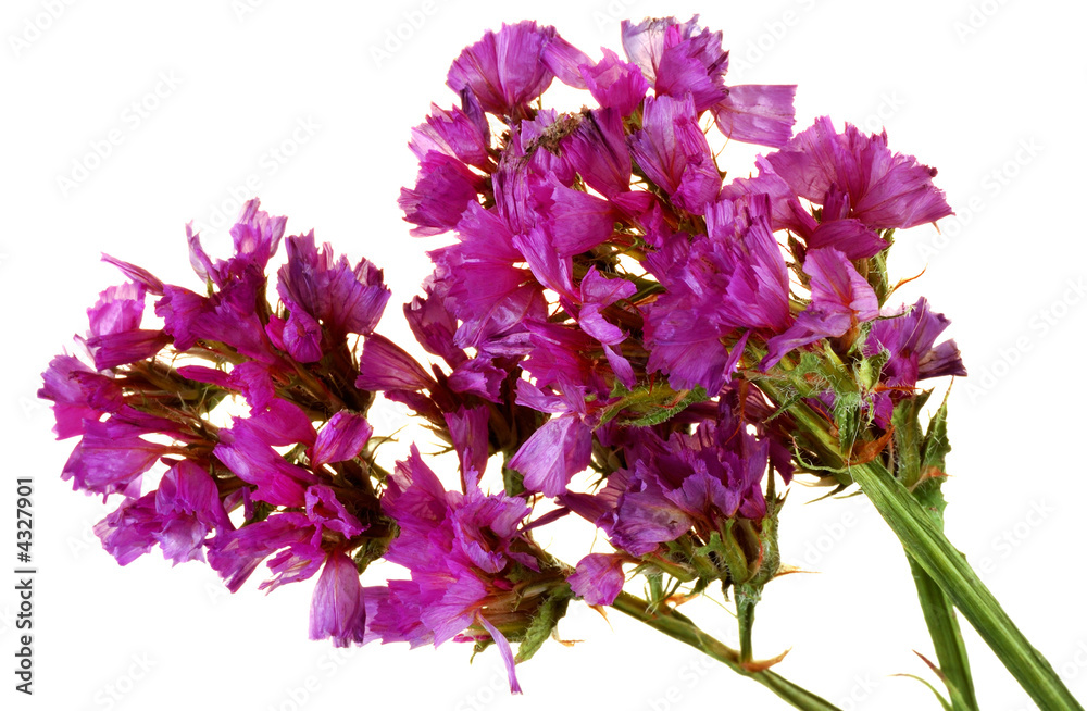 Statice Limonium Sinuatum Statice Limonium Sinuatum