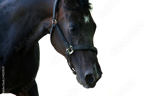фотографія black horse