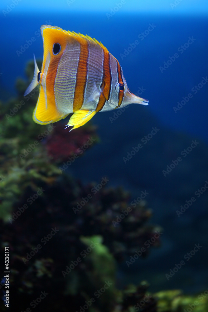 Fototapeta premium Colourful Sixspine butterfly-fish floats in an aquarium