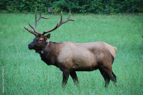Elk in Pasture at Smokey Mountain National Park