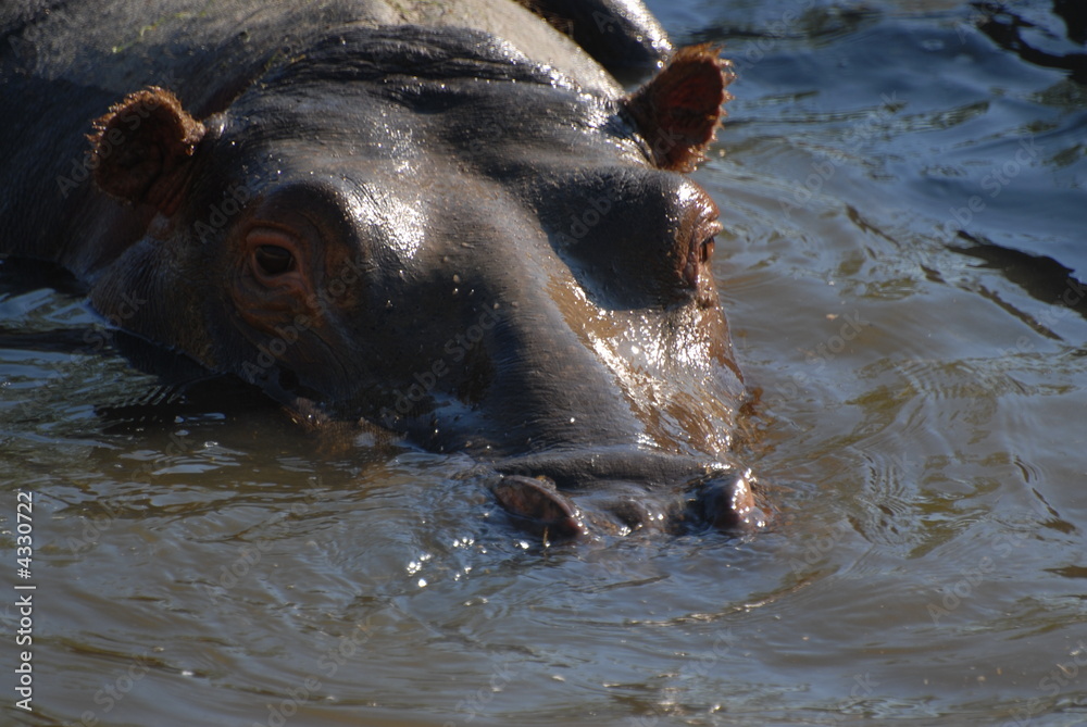 Fototapeta premium ippopotamo