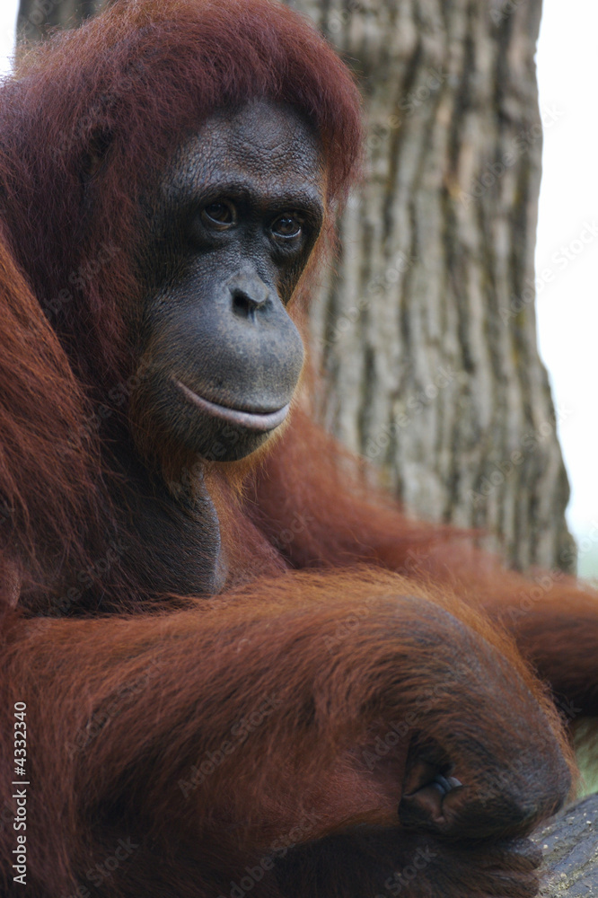 Fototapeta premium Orangutans
