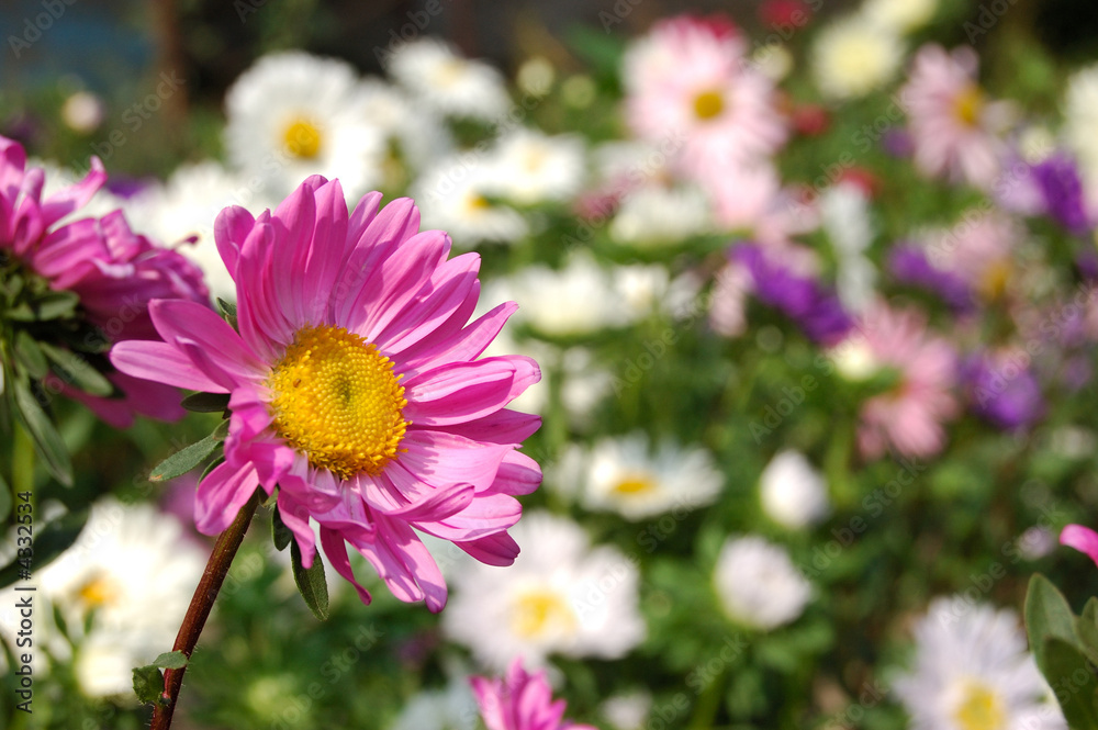 summer flower close-up serie summer flower close-up serie