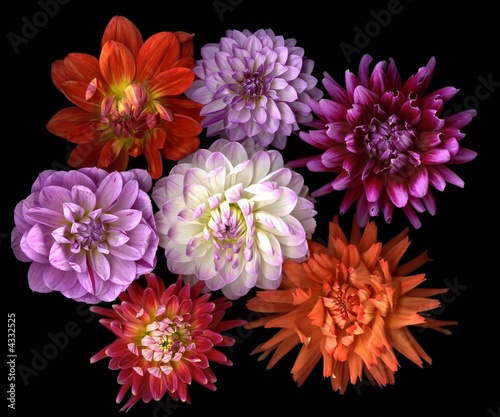 Fototapeta Naklejka Na Ścianę i Meble -  Bouquet of Dahlias