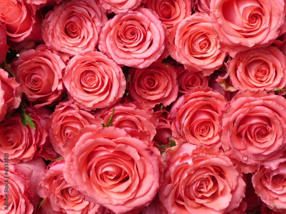 Rosen rosa 5 Rosen rosa 5