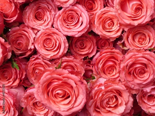 Rosen rosa 5
