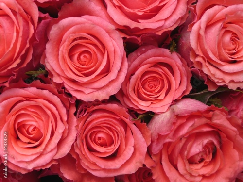 Rosen rosa 2