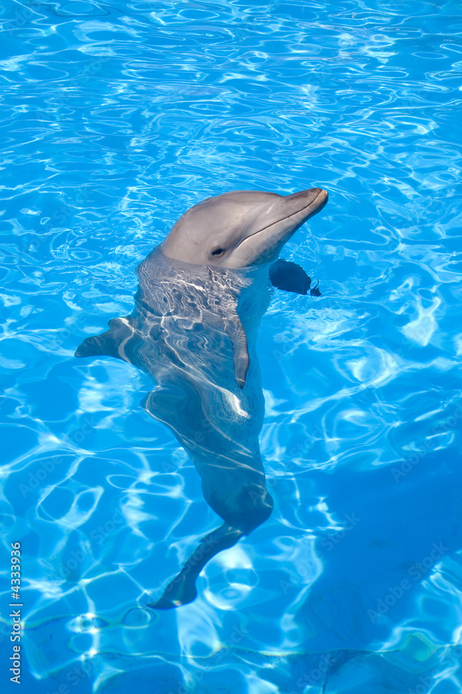 Obraz premium A happy Bottlenose Dolphin