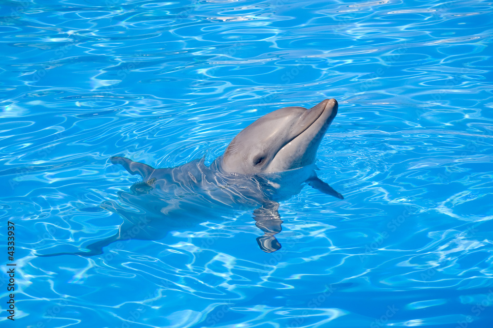 Obraz premium A happy Bottlenose Dolphin