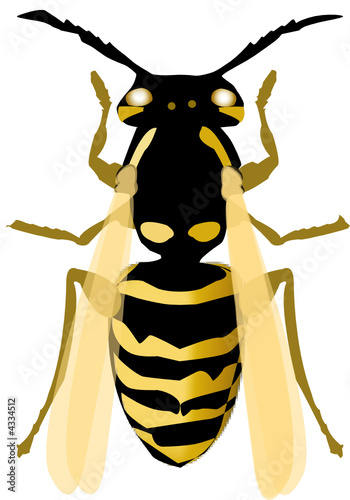 abeille