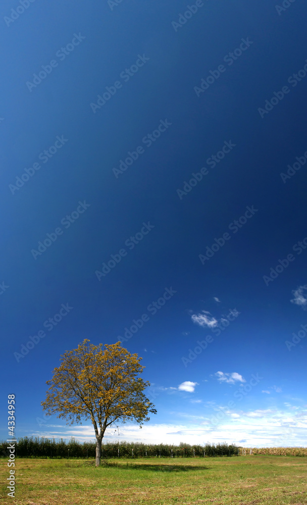 Obraz premium Walnut tree in the field