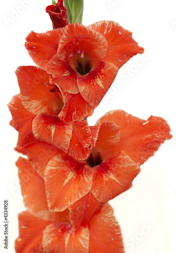red gladiolus