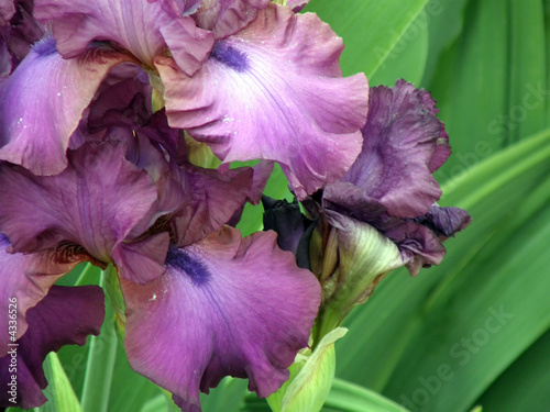 Fototapeta Naklejka Na Ścianę i Meble -  flower of an iris