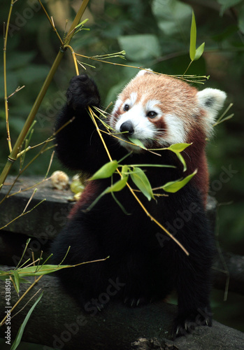 Fototapeta Naklejka Na Ścianę i Meble -  Red Panda