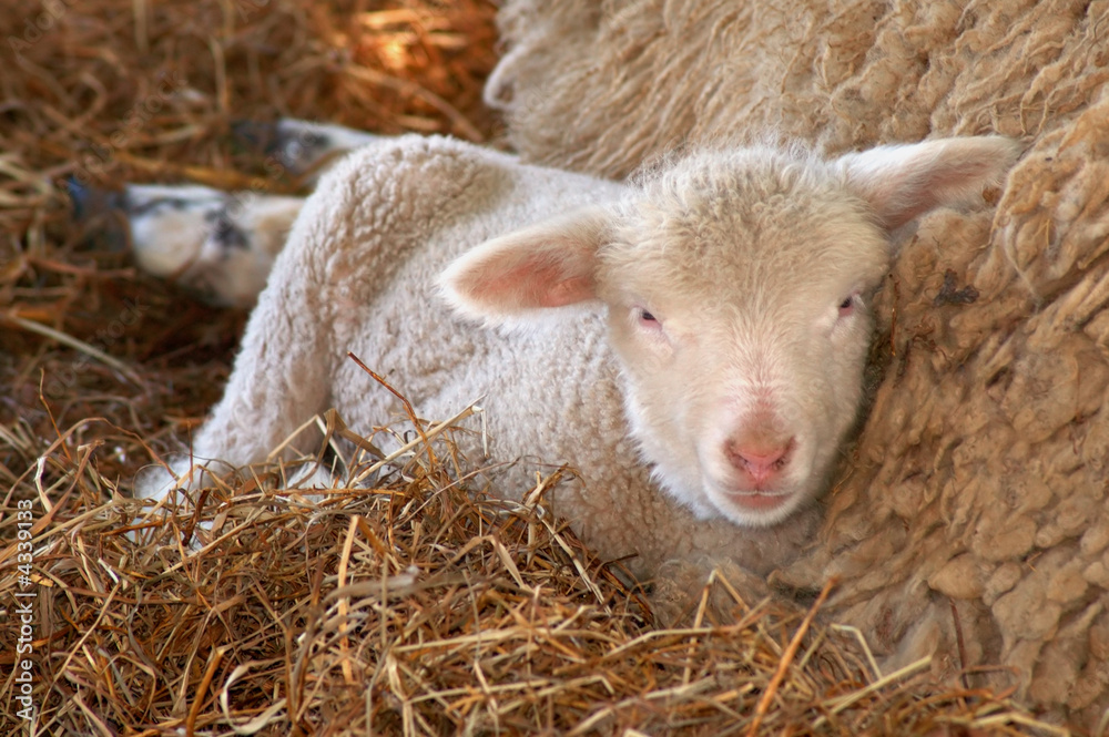 Baby lamb laying against his mother Baby lamb laying against his mother