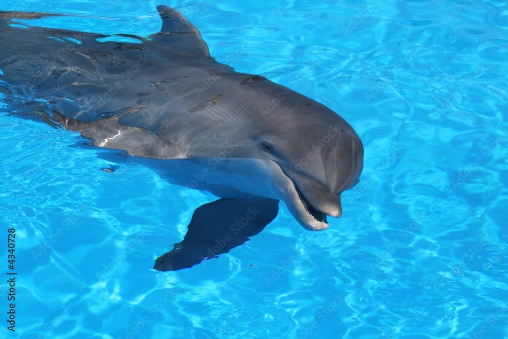 Naklejka premium merry dolphin over us is smiling