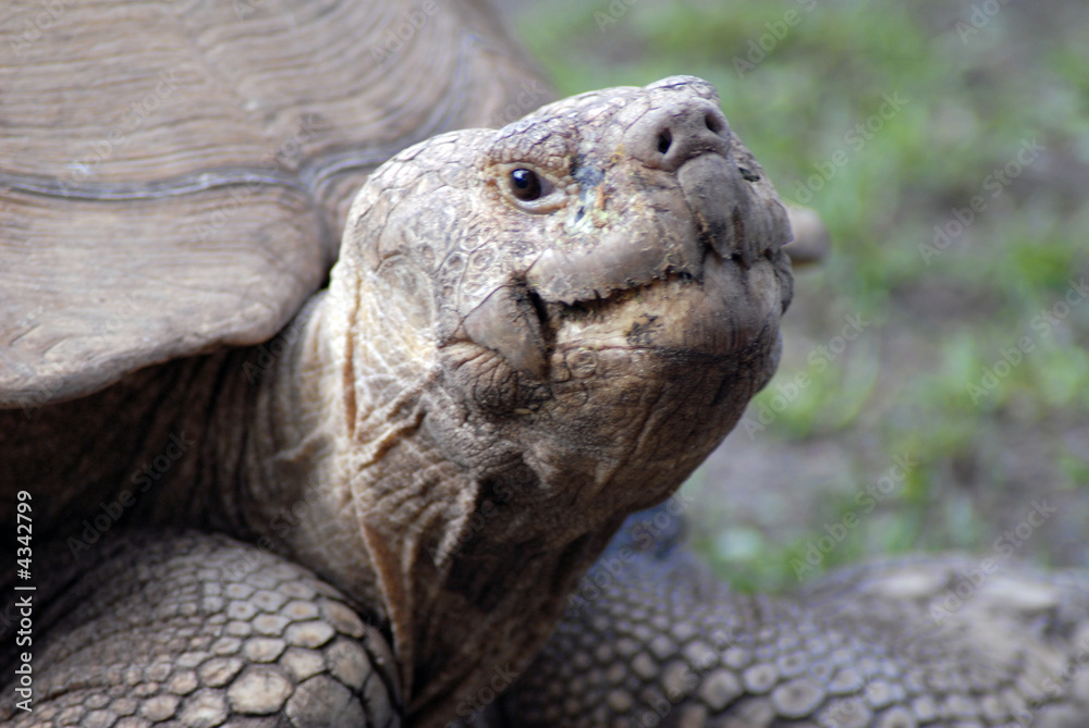 Obraz premium Profil einer Schildkröte