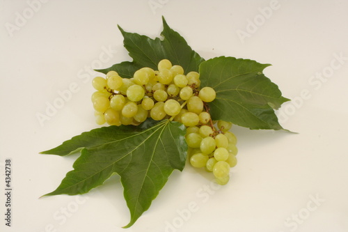 vitis photo