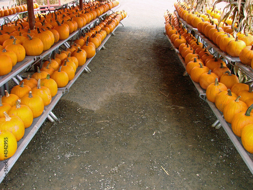 Rows of Pumpkins